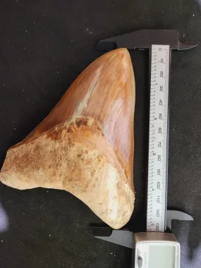 Natural Megalodon Tooth from Indonesia - 5.1