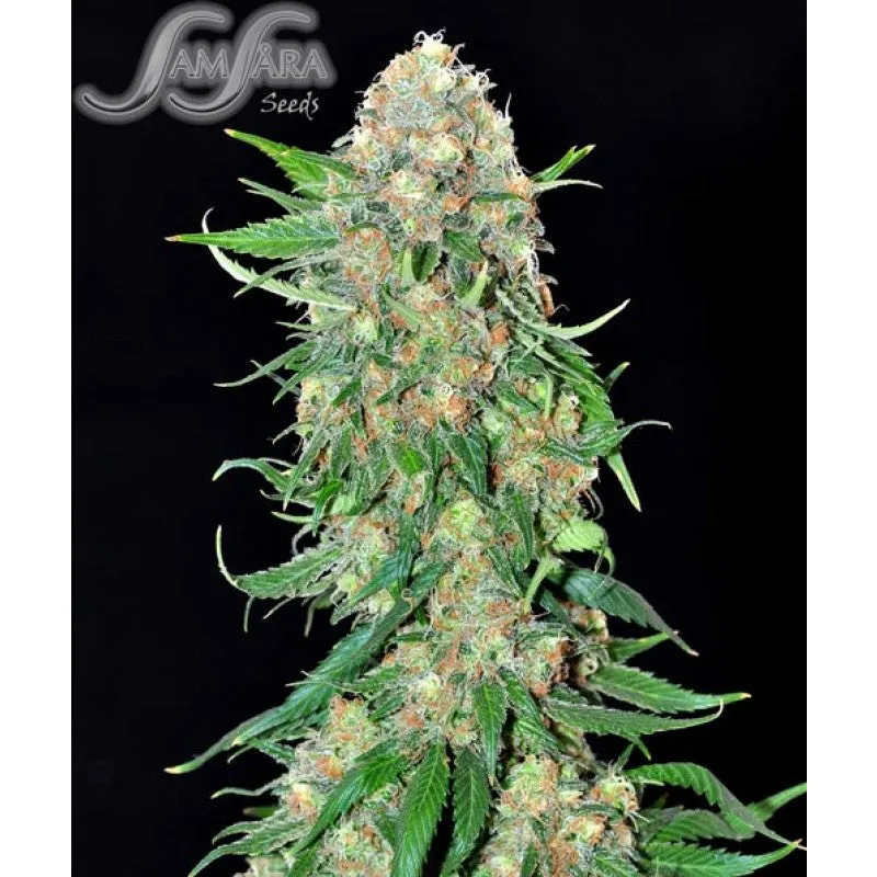 SEE028: Punky Lion FEM 5 Seeds